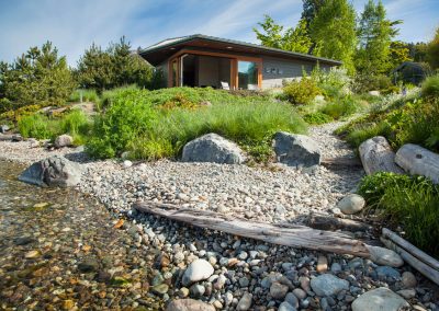 A Living Shoreline in Lake Washington